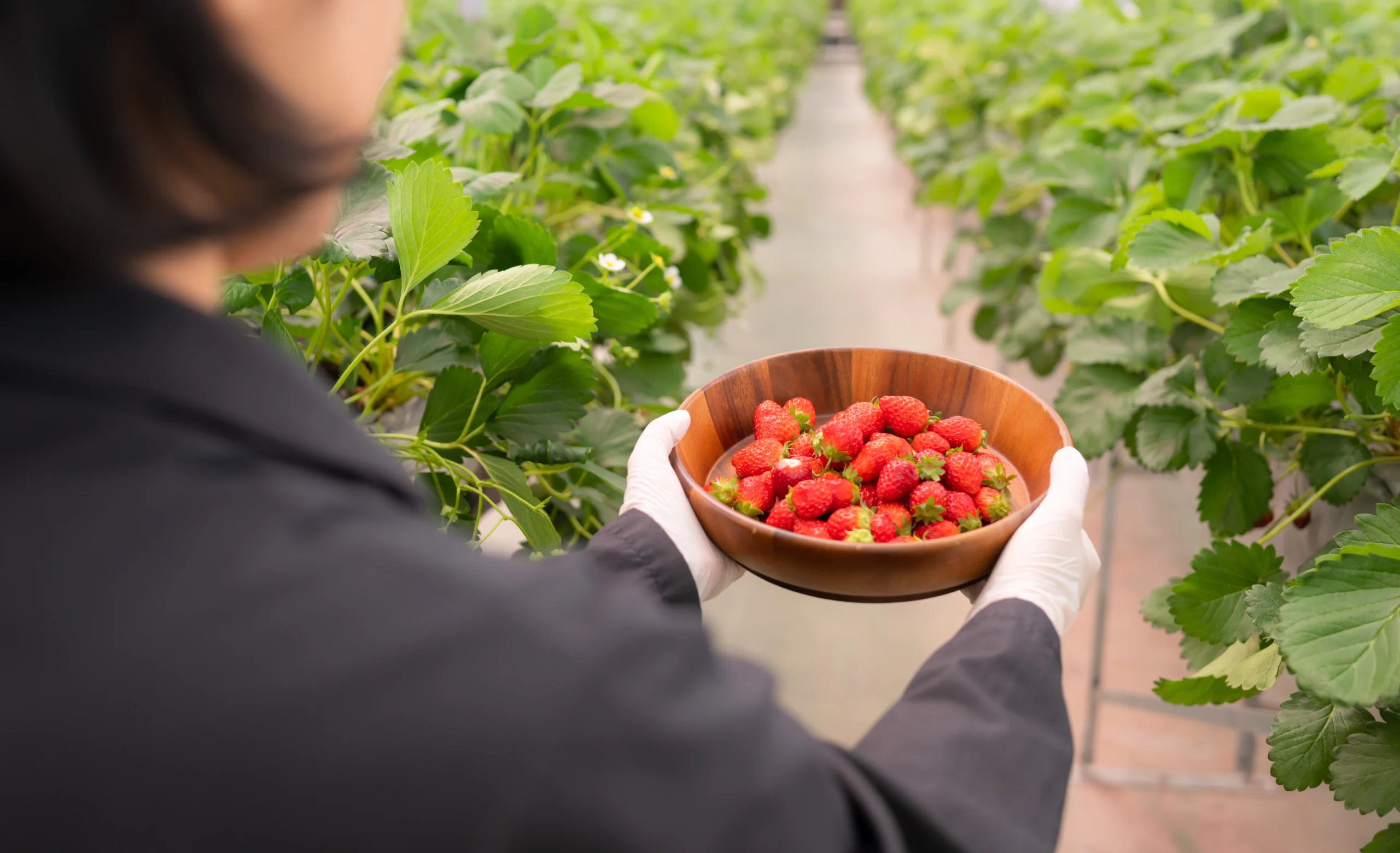 Seguridad Alimentaria